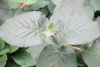 Kalina tušalaj (Viburnum lantana)