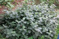 Kalina tušalaj (Viburnum lantana)