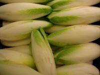 Čekanka puková (Cichorium intybus Witloof Group)