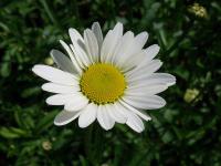 Kopretina bílá (Leucanthemum vulgare) Kopretina bílá (Leucanthemum vulgare)