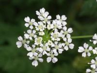 Bolehlav plamatý (Conium maculatum)