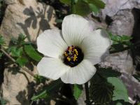 Ibišek trojdílný (Hibiscus trionum)