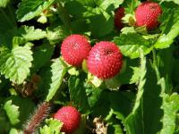 Jahodka indická (Duchesnea indica)