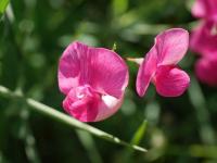 Hrachor širolistý (Lathyrus latifolius)