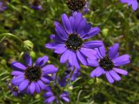 Všelicha iberkolistá (Brachyscome iberidifolia)