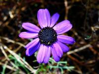 Všelicha iberkolistá (Brachyscome iberidifolia)
