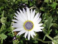 Všelicha iberkolistá (Brachyscome iberidifolia)