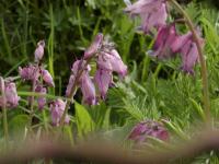 Srdcovka zdobná (Dicentra formosa)