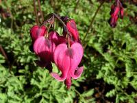 Srdcovka zdobná (Dicentra formosa)