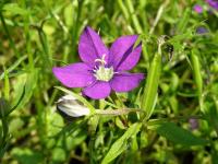 Zvoněnka Venušina (Legousia speculum-veneris)