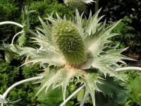 Máčka obrovská (Eryngium giganteum)