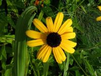 Třapatka lesklá (Rudbeckia fulgida)