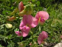 Hrachor širolistý (Lathyrus latifolius)
