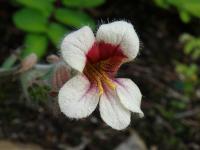Rehmanie lepkavá (Rehmannia glutinosa)