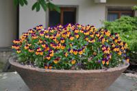 Maceška (Viola)