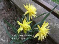 Narcis 'Rip van Twinkle' - Plnokvěté narcisy (Narcissus)