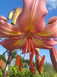 Lilie 'Pearl Jessica' - Asijské hybridy vysoké (Lilium)