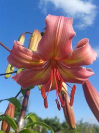 Lilie 'Pearl Jessica' - Asijské hybridy vysoké (Lilium)