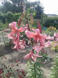 Lilie 'Pearl Jessica' - Asijské hybridy vysoké (Lilium)