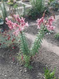 Lilie 'Pearl Jessica' - Asijské hybridy vysoké (Lilium)