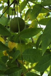 Ořešák černý (Juglans nigra)