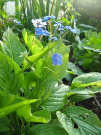 Pupkovec jarní (Omphalodes verna)
