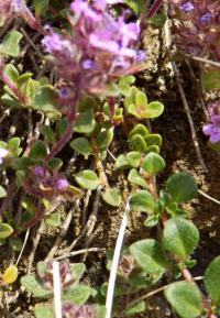 Mateřídouška časná (Thymus praecox)