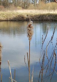 Orobinec širokolistý (Typha latifolia)