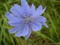 Čekanka obecná (Cichorium intybus)
