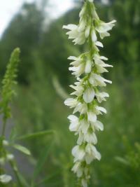 Komonice bílá (Melilotus albus)