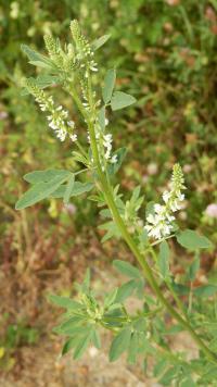 Komonice bílá (Melilotus albus)