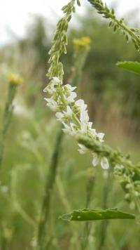Komonice bílá (Melilotus albus)