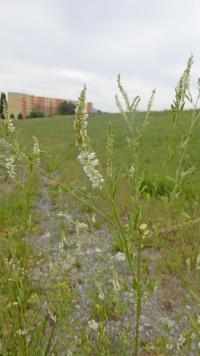 Komonice bílá (Melilotus albus)