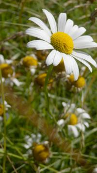 Kopretina bílá (Leucanthemum vulgare) Kopretina bílá (Leucanthemum vulgare)