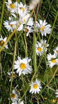 Kopretina bílá (Leucanthemum vulgare) Kopretina bílá (Leucanthemum vulgare)