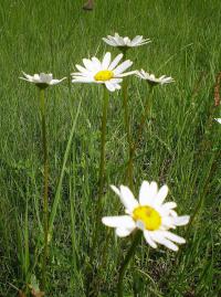 Kopretina bílá (Leucanthemum vulgare) Kopretina bílá (Leucanthemum vulgare)