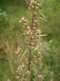 Pelyněk černobýl (Artemisia vulgaris) Pelyněk černobýl (Artemisia vulgaris)