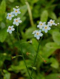 Pomněnka bahenní (Myosotis palustris)