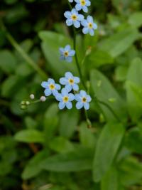 Pomněnka bahenní (Myosotis palustris)