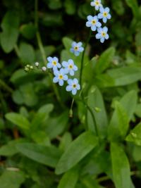 Pomněnka bahenní (Myosotis palustris)