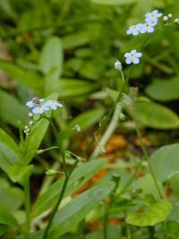 Pomněnka bahenní (Myosotis palustris)
