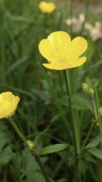 Pryskyřník prudký (Ranunculus acris)