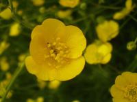 Pryskyřník prudký (Ranunculus acris)