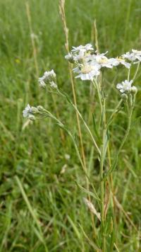 Řebříček bertrám (Achillea ptarmica)