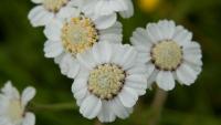 Řebříček bertrám (Achillea ptarmica)