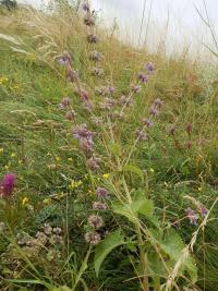 Šalvěj přeslenitá (Salvia verticillata)
