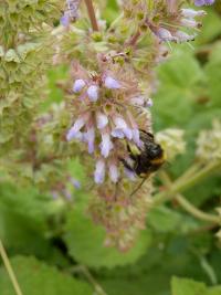 Šalvěj přeslenitá (Salvia verticillata)