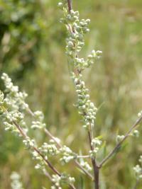 Pelyněk černobýl (Artemisia vulgaris) Pelyněk černobýl (Artemisia vulgaris)