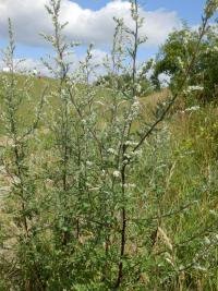 Pelyněk černobýl (Artemisia vulgaris) Pelyněk černobýl (Artemisia vulgaris)