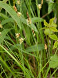Ostřice plstnatá (Carex tomentosa)